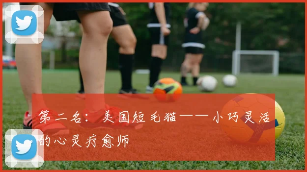 第二名：美国短毛猫——小巧灵活的心灵疗愈师
